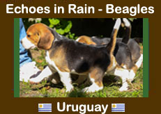Criadero de Beagles Uruguay