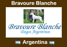 Dogos Argentinos Bravoure Blanche
