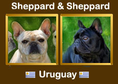 Bulldog Frances en Uruguay
