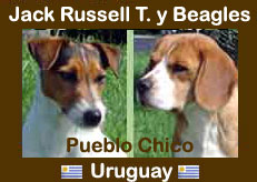 Beagle - Jack Russel