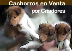 Cachorros perros en venta Uruguay