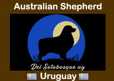 Australian Australian Shepherd en Uruguay