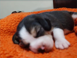 cachorros beagle en Uruguay