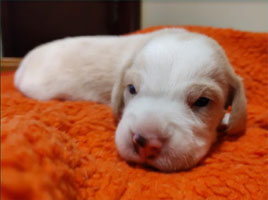 cachorros beagle en Uruguay