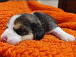 cachorros beagle en Uruguay