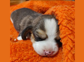 cachorros beagle en Uruguay