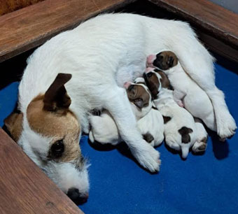 cachorros jack russell terrier Uruguay