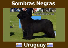 Terranova Uruguay Newfoundlans